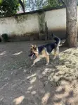 Purebred German Shepherd Puppy - 6-12 Months - 4