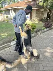 Purebred German Shepherd Puppy - 6-12 Months - 5