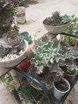 Healthy Succulents Flowers - Ready for Collection - 3