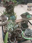 Healthy Succulents Flowers - Ready for Collection - 4
