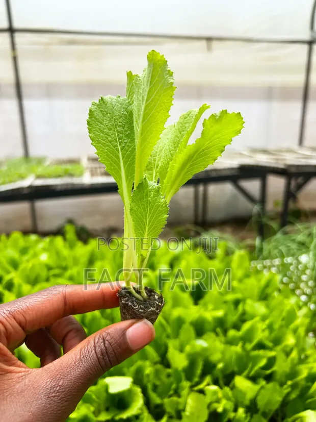 Chinese Cabbage Seedlings - FaCT Farm - 1