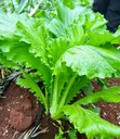 Chinese Cabbage Seedlings - FaCT Farm - 2