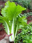 Chinese Cabbage Seedlings - FaCT Farm - 3