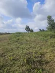 Prime 13 Acres Kikuyu Ondiri Land - Title Ready - 4