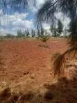 Prime 50x100 Plot in Ruiru Mugutha with Ready Title - 2
