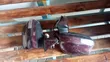 Toyota Passo Sette Side Mirror (Used) - 3