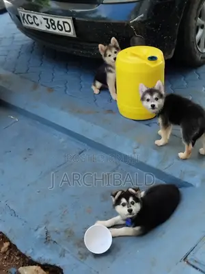 Male Purebred Siberian Husky Puppy (1-3 Months)