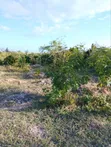 7 Acres Beachfront Land for Sale in Malindi - 2