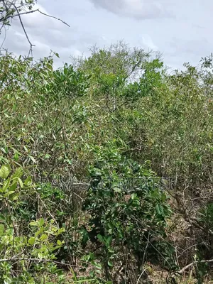 90 Acres for Sale in Malindi Fundisa