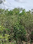 90 Acres for Sale in Malindi Fundisa - 1