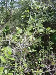 90 Acres for Sale in Malindi Fundisa - 2