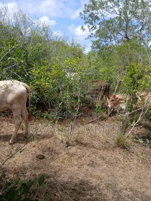 7 Acres Land for Sale in Malindi Boreshingwaya