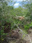 7 Acres Land for Sale in Malindi Boreshingwaya - 2