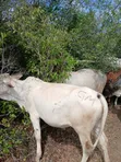 7 Acres Land for Sale in Malindi Boreshingwaya - 3