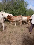 7 Acres Land for Sale in Malindi Boreshingwaya - 4