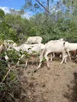 7 Acres Land for Sale in Malindi Boreshingwaya - 5