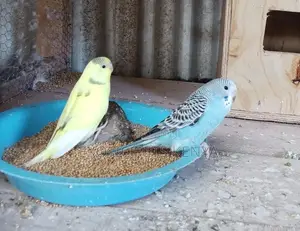 Baby Budgies (3 Months Old)