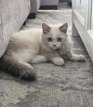 Purebred Ragdoll Kitten - 3-6 Months Female