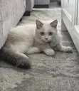 Purebred Ragdoll Kitten - 3-6 Months Female - 1