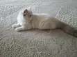Purebred Ragdoll Kitten - 3-6 Months Female - 2