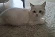 Purebred Ragdoll Kitten - 3-6 Months Female - 3