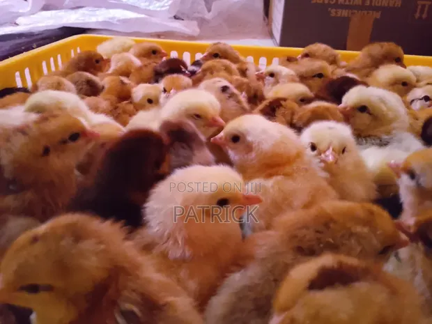 Improved Kienyeji Chicks - 1
