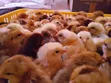 Improved Kienyeji Chicks - 1