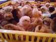 Improved Kienyeji Chicks - 2