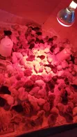 Improved Kienyeji Chicks - 3