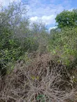 19 Acres for Sale in Malindi Boreshingwaya - 2
