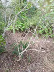 19 Acres for Sale in Malindi Boreshingwaya - 3