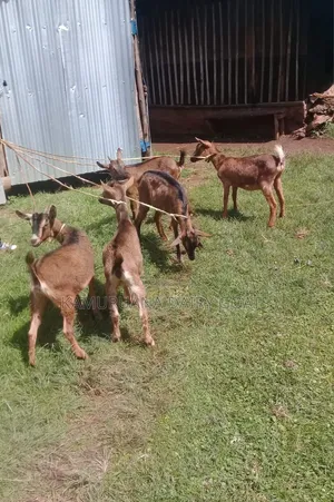 Pure Alpine Dairy Goats