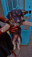 1-3 Month Male Mixed Breed Japanese Spitz - 2