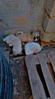 1-3 Month Male Mixed Breed Japanese Spitz - 3