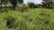 Plot for Sale - 50x100 in Mariakani - 1