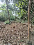 100x100 Plot for Sale in Ruaka - 4