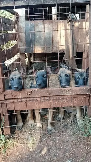 1-3 Month Male Purebred Belgian Malinois Puppy