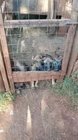 1-3 Month Male Purebred Belgian Malinois Puppy - 2