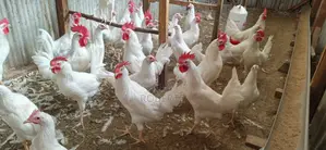 White Leghorn Chickens (4.5 Months Old)