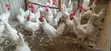 White Leghorn Chickens (4.5 Months Old) - 2