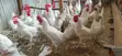White Leghorn Chickens (4.5 Months Old) - 3