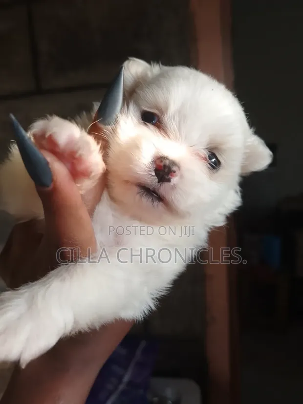 Purebred Maltese Puppies (1-3 Months) - 1