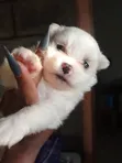 Purebred Maltese Puppies (1-3 Months) - 1