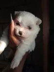 Purebred Maltese Puppies (1-3 Months) - 2