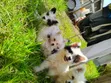 Purebred Maltese Puppies (1-3 Months) - 3
