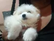 Purebred Maltese Puppies (1-3 Months) - 4
