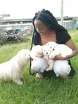 Purebred Maltese Puppies (1-3 Months) - 5