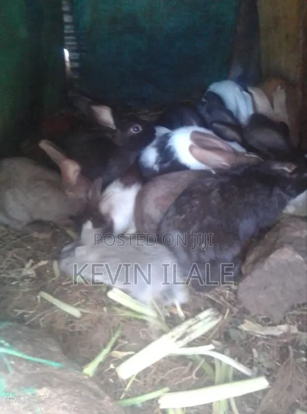 Rabbit - White Heath Breed - 1