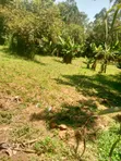 Prime 50x100 Plot for Sale in Shikhambi - 1