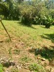 Prime 50x100 Plot for Sale in Shikhambi - 2